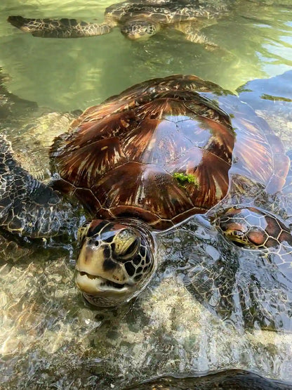 Zanzibar: Mnemba Island Snorkeling and Kendwa Beach Private Tour