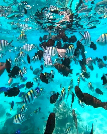 Zanzibar: Mnemba Island Snorkeling and Kendwa Beach Private Tour