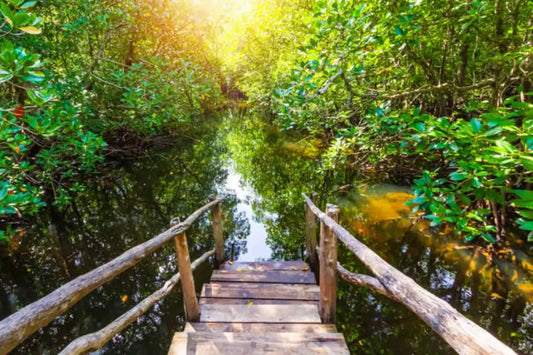 Zanzibar: Mnemba Island, Jozani Forest and Butterfly Centre Private Tour
