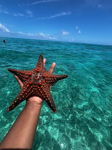 Zanzibar: Tur privat pe Insula Mnemba și în Pădurea Jozani