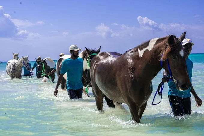 Zanzibar: One-Hour Private Horseback Riding Tour