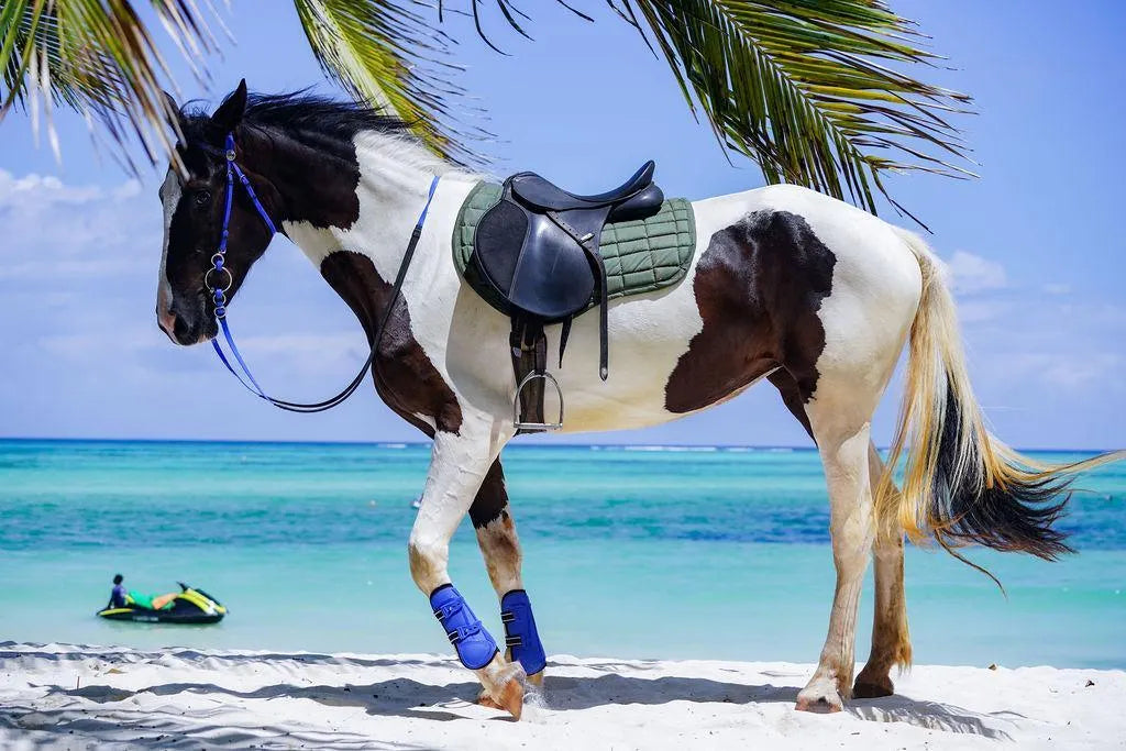 Zanzibar: One-Hour Private Horseback Riding Tour