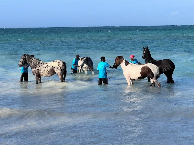 Zanzibar: One-Hour Private Horseback Riding Tour