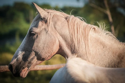 Zanzibar: One-Hour Private Horseback Riding Tour