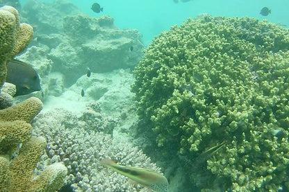 Zanzibar: Pongwe Coral Reef Snorkeling Private Tour