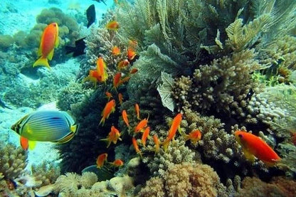 Zanzibar: Pongwe Coral Reef Snorkeling Private Tour