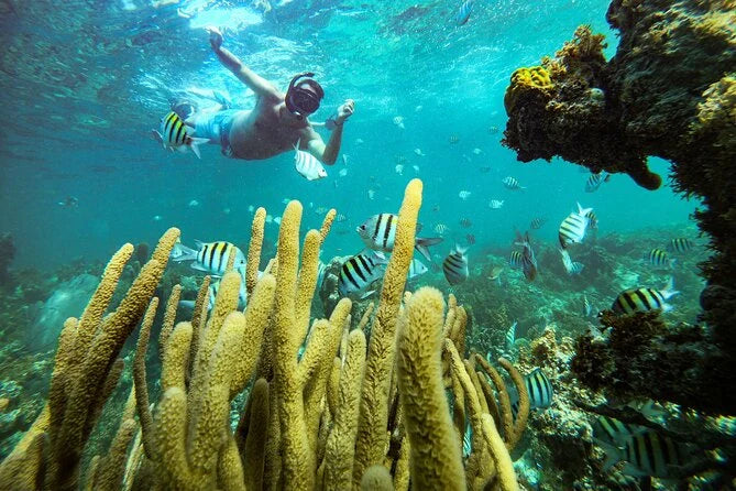 Zanzibar: Pongwe Coral Reef Snorkeling Private Tour