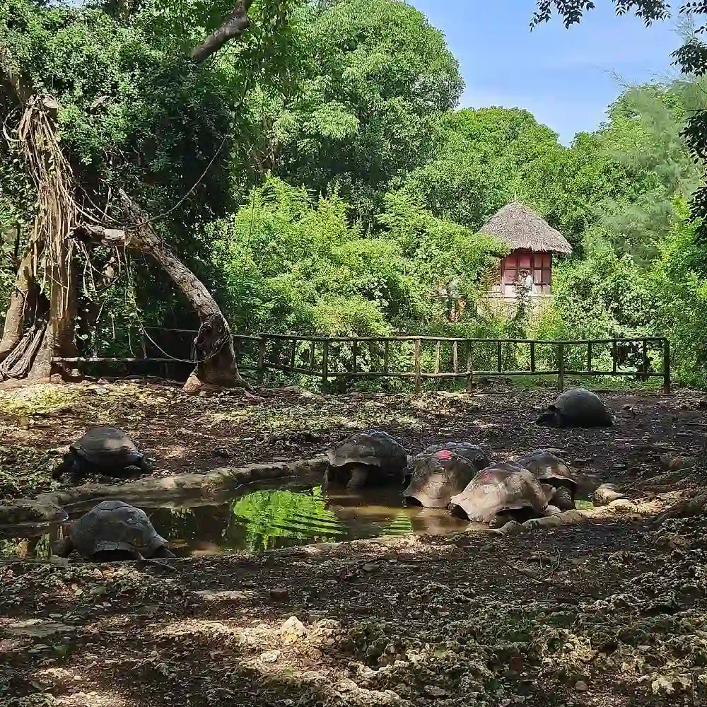 Zanzibar: Tur Privat ke Prison Island, Perkebunan Rempah, dan Berenang di Gua Kuza