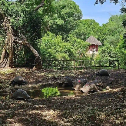 Zanzibar: Tur Privat ke Prison Island, Perkebunan Rempah, dan Berenang di Gua Kuza