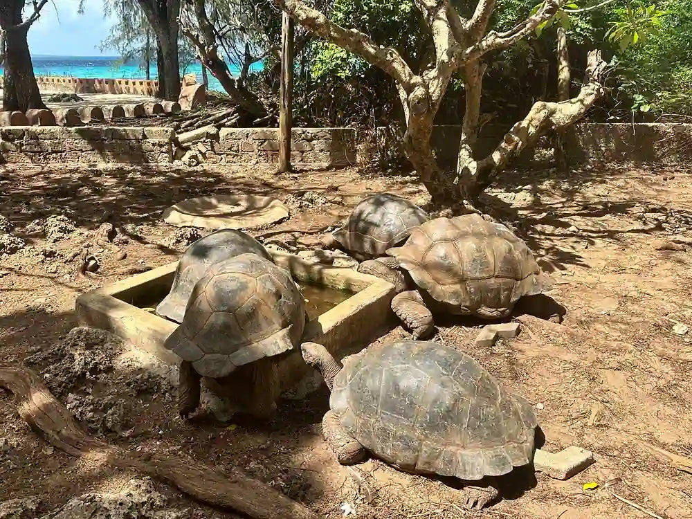 Zanzibar: Prison Island and Nakupenda Sandbank Guided Tour