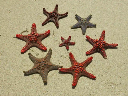 Zanzibar: Prison Island and Nakupenda Sandbank Guided Tour