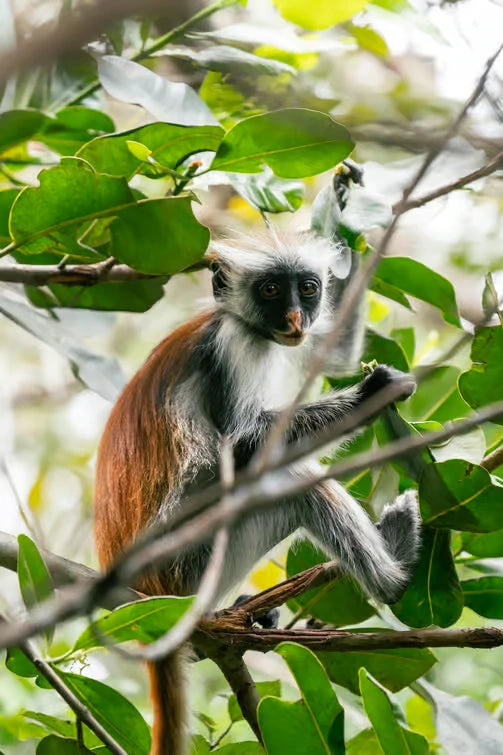 Zanzibar: Private Tour to Jozani Forest, Butterfly Centre and Salaam Cave