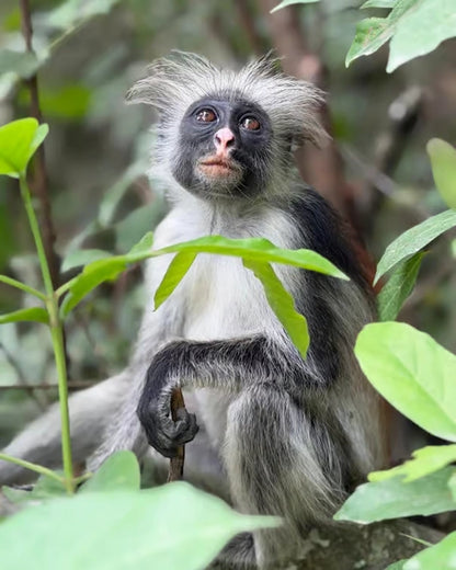 Zanzibar: Private Tour to Jozani Forest, Butterfly Centre and Salaam Cave