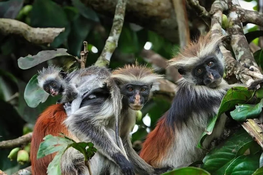 Zanzibar: Private Tour to Jozani Forest, Butterfly Centre and Salaam Cave