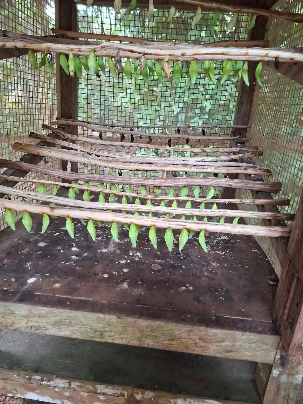 Zanzibar: Private Tour to Jozani Forest, Butterfly Centre and Salaam Cave