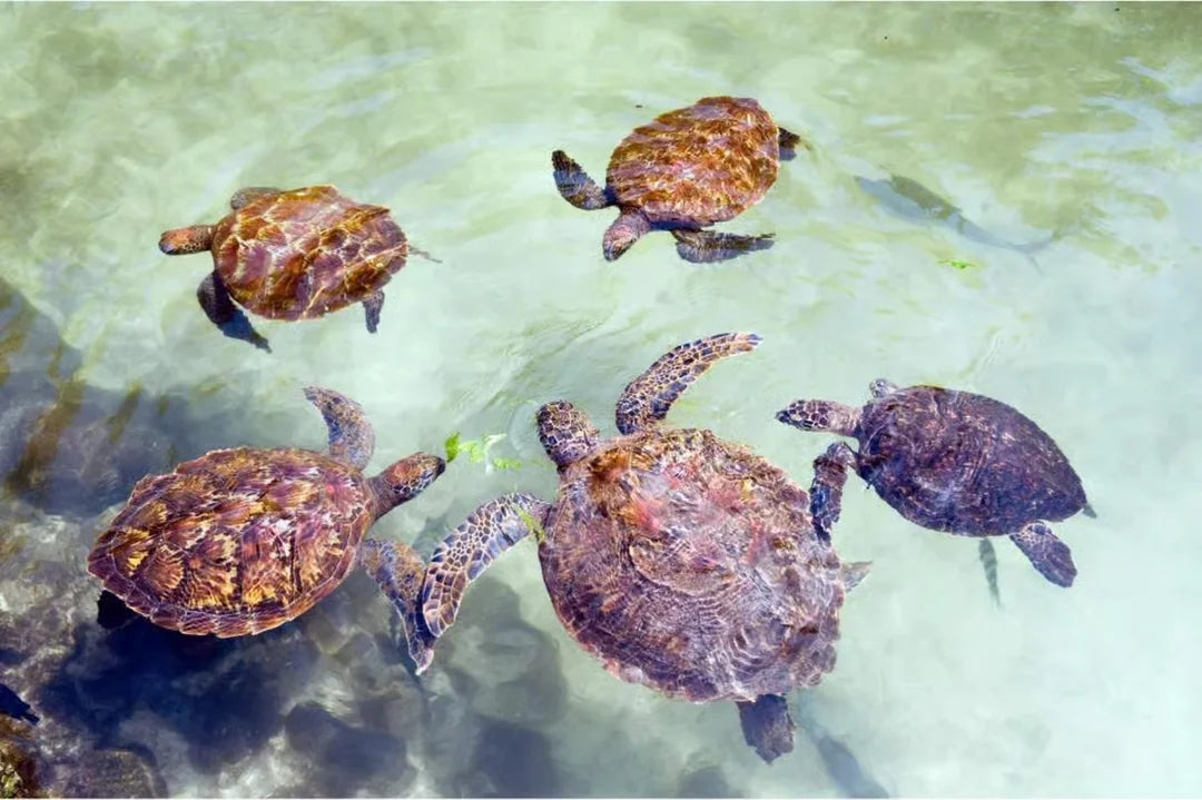 Zanzibar: Private Tour to Jozani Forest, Butterfly Centre and Salaam Cave
