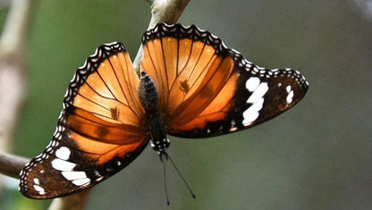 Zanzibar: Private Tour to Jozani Forest, Butterfly Centre and Salaam Cave
