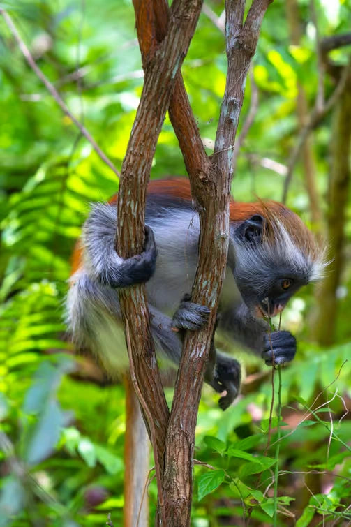 Zanzibar: Private Tour to Jozani Forest, Butterfly Centre and Salaam Cave