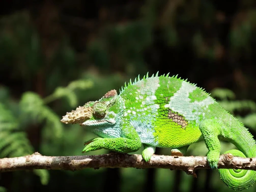 Zanzibar: Private Tour to Jozani Forest, Butterfly Centre and Salaam Cave