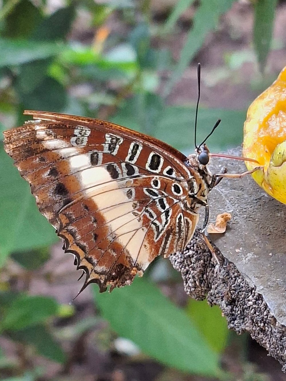 Zanzibar: Private Tour to Jozani Forest, Butterfly Centre and Salaam Cave