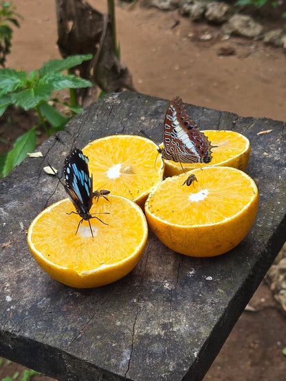 Zanzibar: Private Tour to Jozani Forest, Butterfly Centre and Salaam Cave