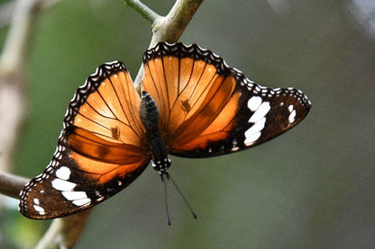 Zanzibar: Private Tour to Jozani Forest, Butterfly Centre and Salaam Cave