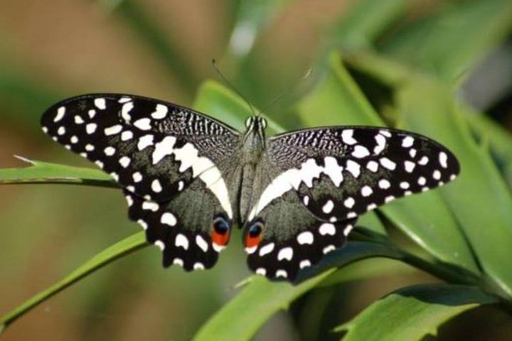 Zanzibar: Jozani Forest and Butterfly Centre Private Tour