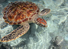 Zanzibar: Zwemervaring met schildpadden in de Salaam-grot