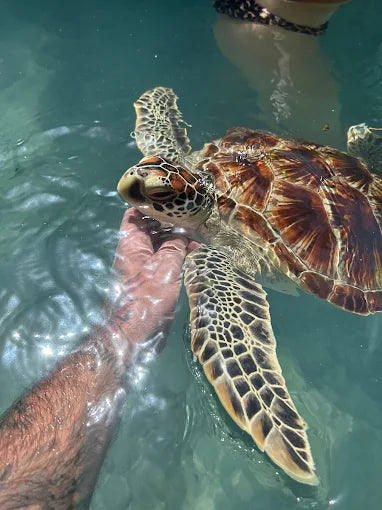 Zanzibar: Zwemervaring met schildpadden in de Salaam-grot