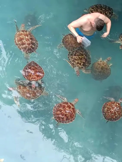 Zanzibar: Zwemervaring met schildpadden in de Salaam-grot