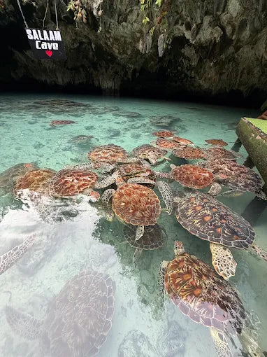 Zanzibar: Zwemervaring met schildpadden in de Salaam-grot