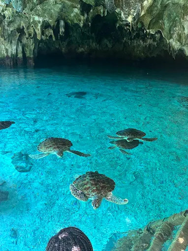 Zanzibar: Zwemervaring met schildpadden in de Salaam-grot