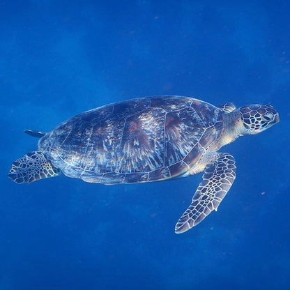 Zanzibar: Stone Town Coastal Cruise and Snorkeling Trip