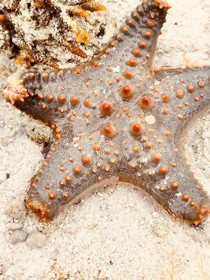 Zanzibar: piesza wycieczka po Stone Town i wizyta na plaży Nakupenda
