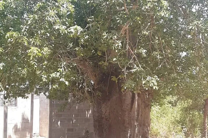Zanzibar: Privat kulturutflykt till ön Tumbatu
