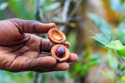 Zanzibar: Uzi Mangrove Kayaking and Spice Farm Private Tour with Swahili Lunch