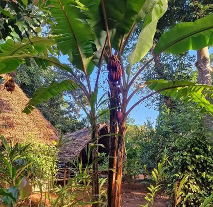 Zanzibar: Uzi Mangrove Kayaking and Spice Farm Private Tour with Swahili Lunch