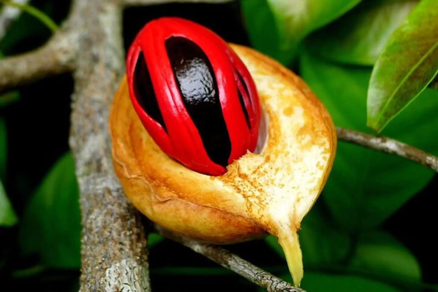 Zanzibar: Uzi Mangrove Kayaking and Spice Farm Private Tour with Swahili Lunch