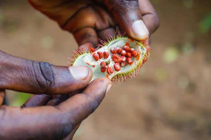 Zanzibar: Uzi Mangrove Kayaking and Spice Farm Private Tour with Swahili Lunch