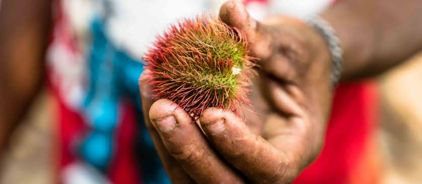 Zanzibar: Uzi Mangrove Kayaking and Spice Farm Private Tour with Swahili Lunch
