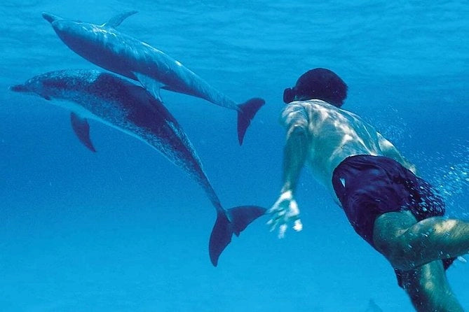 Arriva sull’Isola di Mnemba e goditi un’esperienza con i delfini