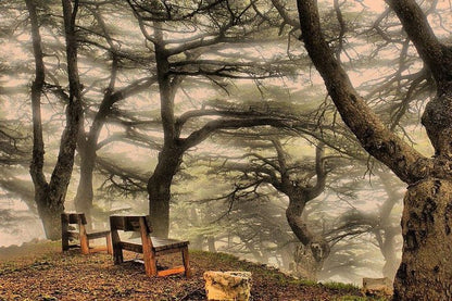 Beirut: Deir el Qamar, Beiteddine-Palast und Chouf Cedars Forest Experience