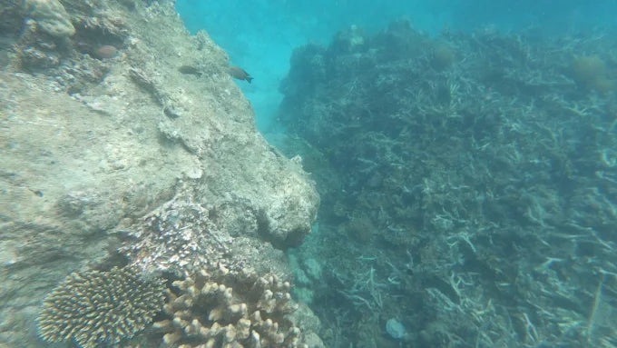 Zanzibar: Stone Town Coastal Cruise and Snorkeling Trip