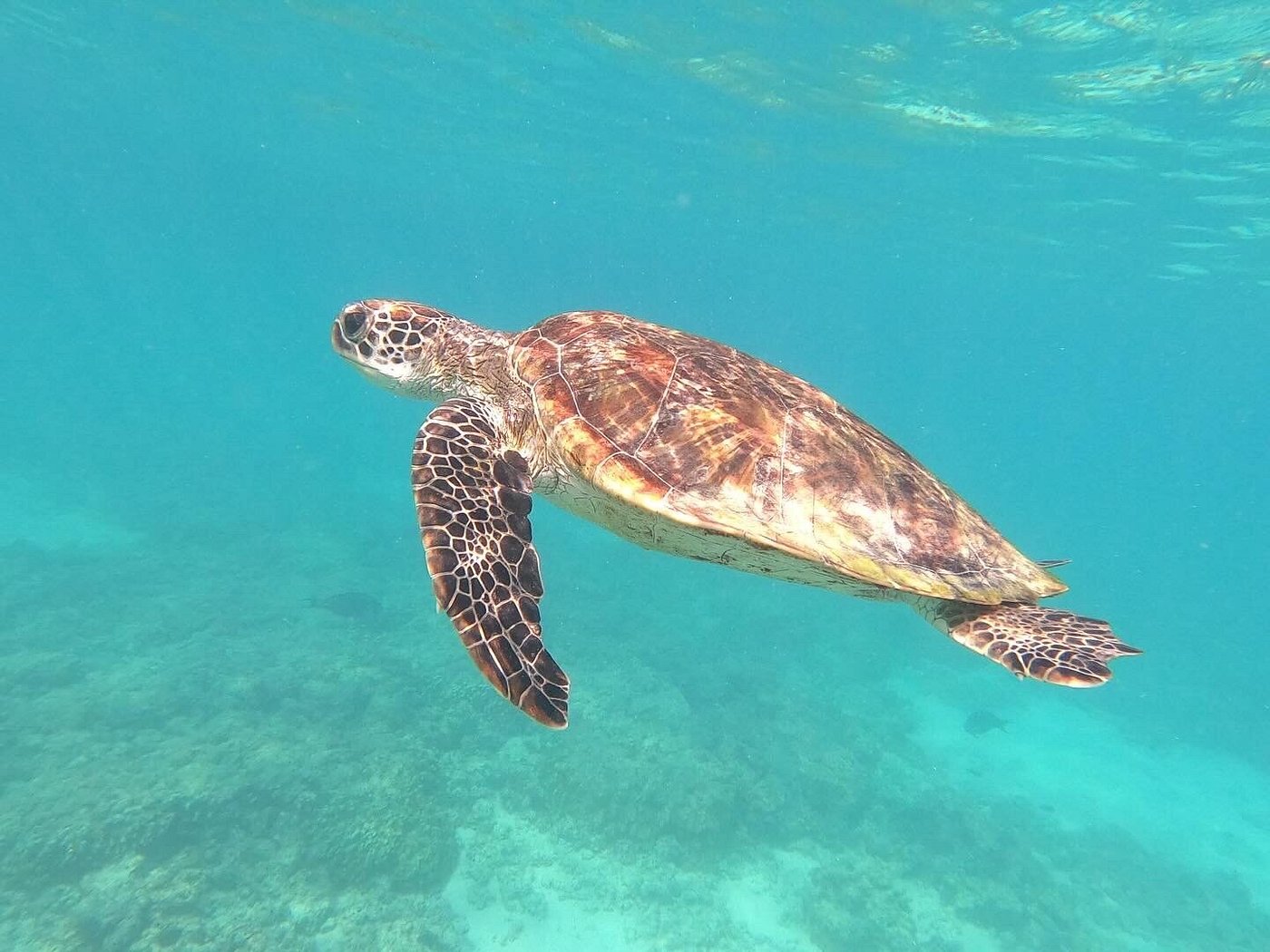 Muscat: Dimaniyat Island Snorkeling Trip with Lunch