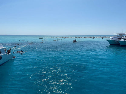Sharm El Sheikh: Excursion to Ras Mohammed National Park & White Island by Boat