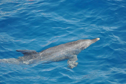 Desde Safaga: Tour de Delfines con Snorkel y Banana Boat