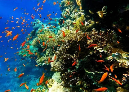 Sharm El Sheikh: Safari de Jipe 4x4 para Blue Hole, Canyon e Dahab