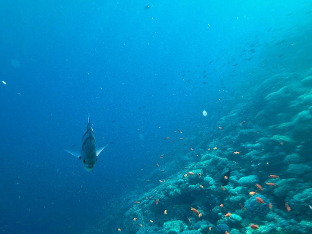 Sharm El Sheikh: Safari de Jipe 4x4 para Blue Hole, Canyon e Dahab