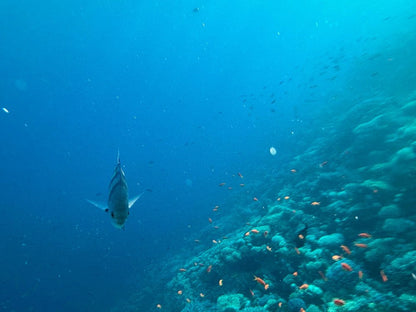 Sharm El Sheikh: Safari de Jipe 4x4 para Blue Hole, Canyon e Dahab