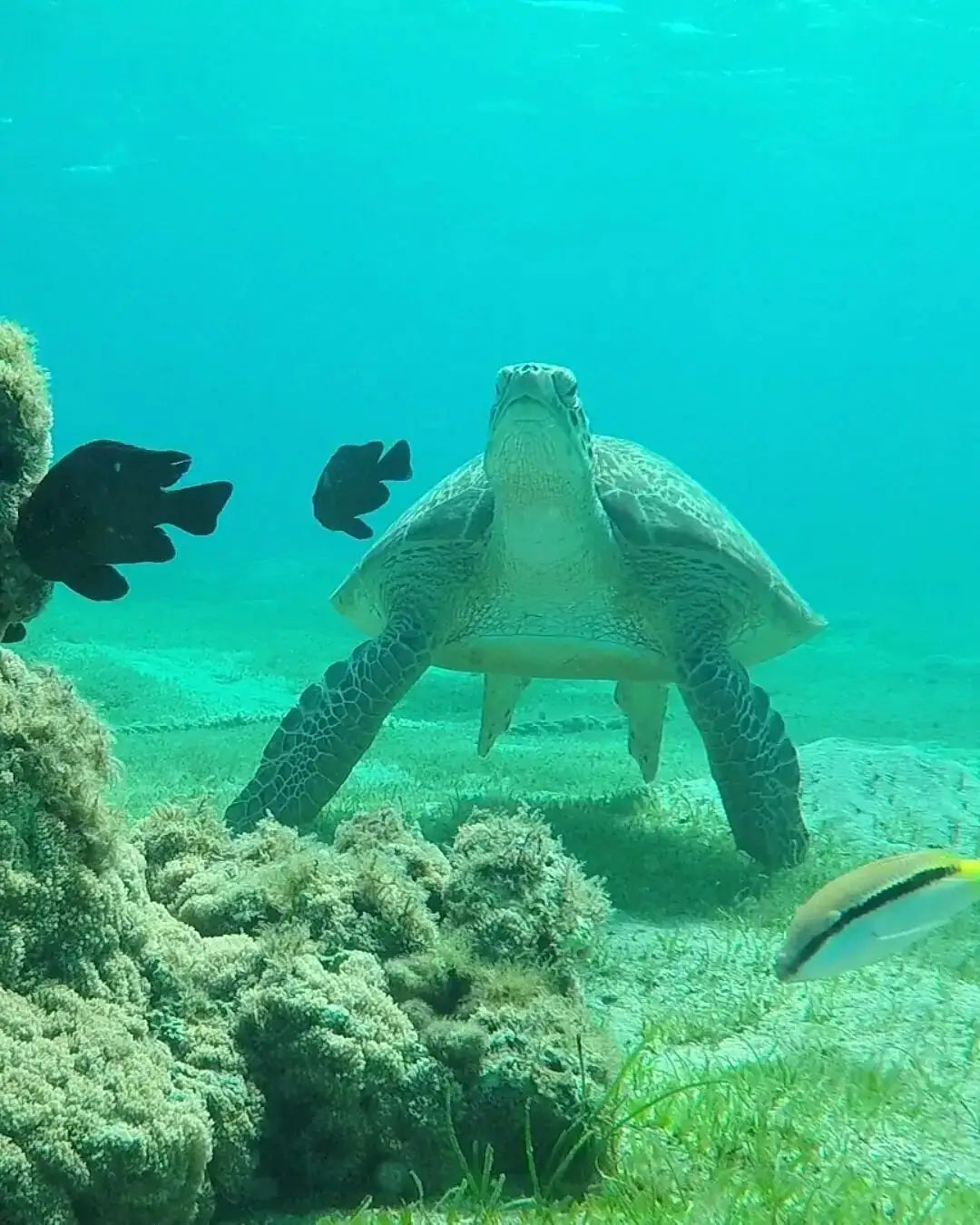 Marsa Alam: Croazieră VIP de elită cu snorkeling și prânz la Turtle Bay